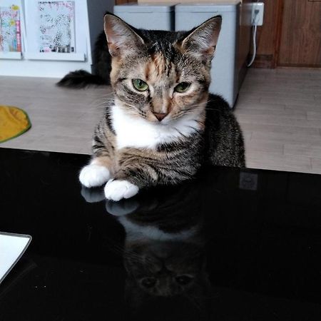 Cat Cafe & Stay Cultus'S Home Otaru Luaran gambar