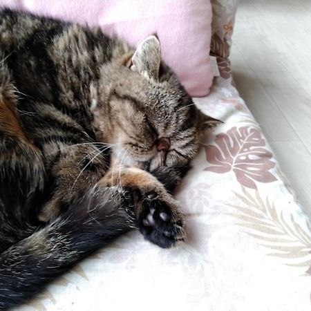 Cat Cafe & Stay Cultus'S Home Otaru Luaran gambar