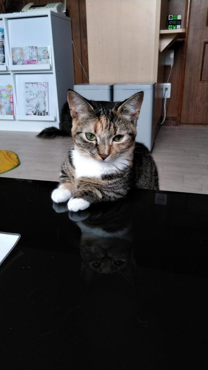 Cat Cafe & Stay Cultus'S Home Otaru Luaran gambar