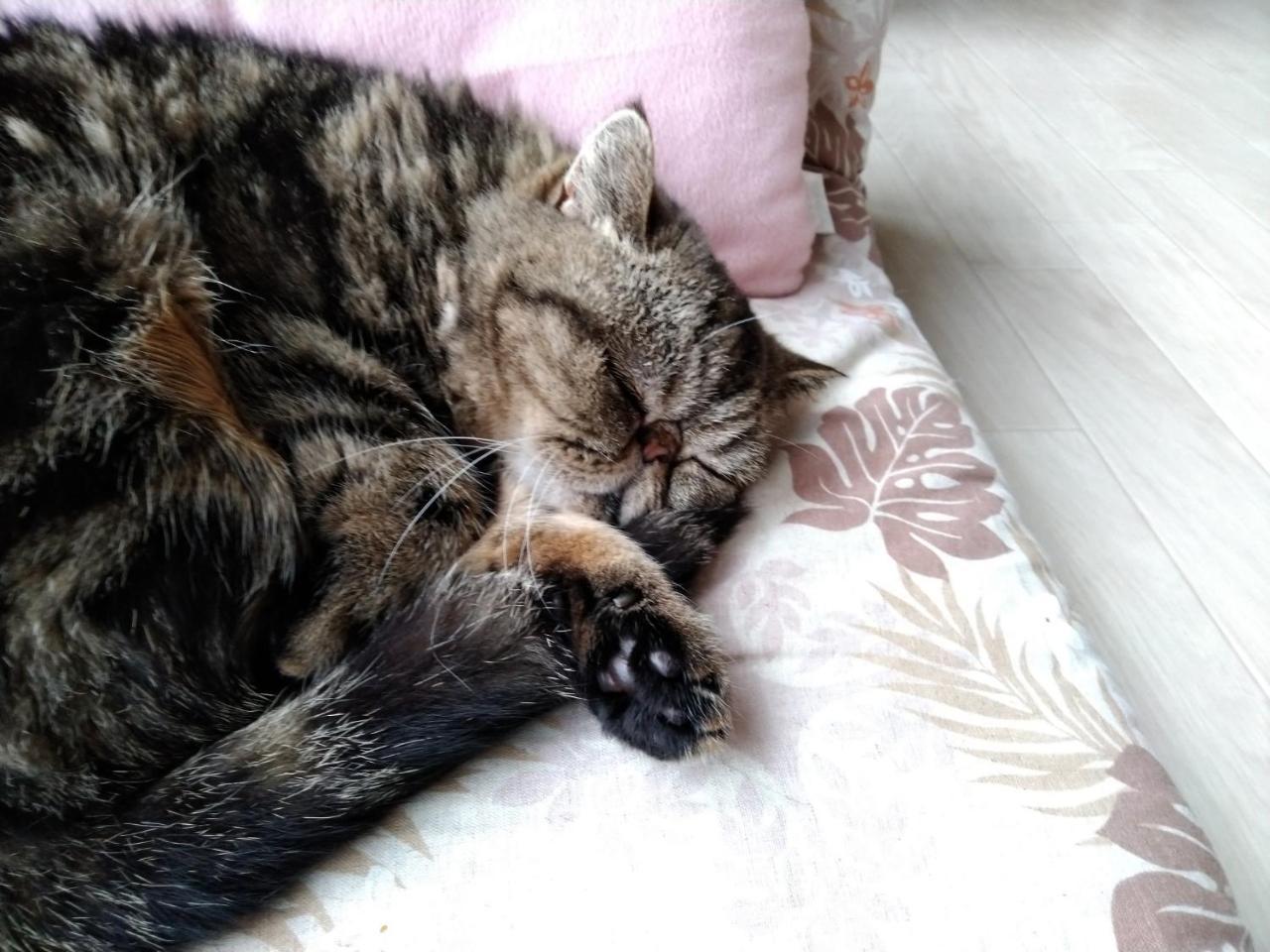 Cat Cafe & Stay Cultus'S Home Otaru Luaran gambar
