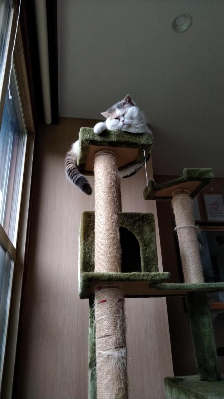 Cat Cafe & Stay Cultus'S Home Otaru Luaran gambar