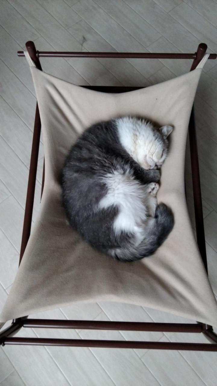 Cat Cafe & Stay Cultus'S Home Otaru Luaran gambar