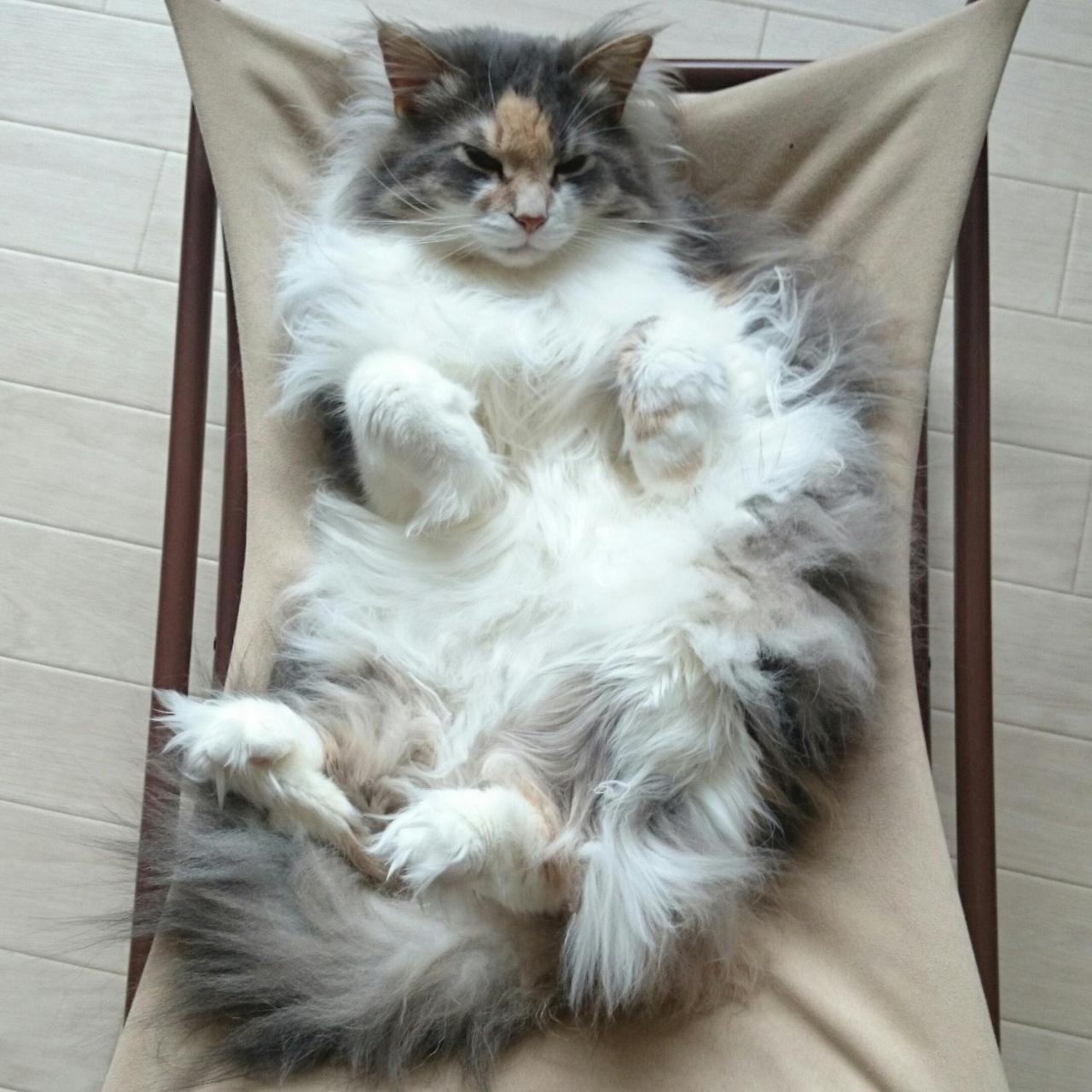 Cat Cafe & Stay Cultus'S Home Otaru Luaran gambar