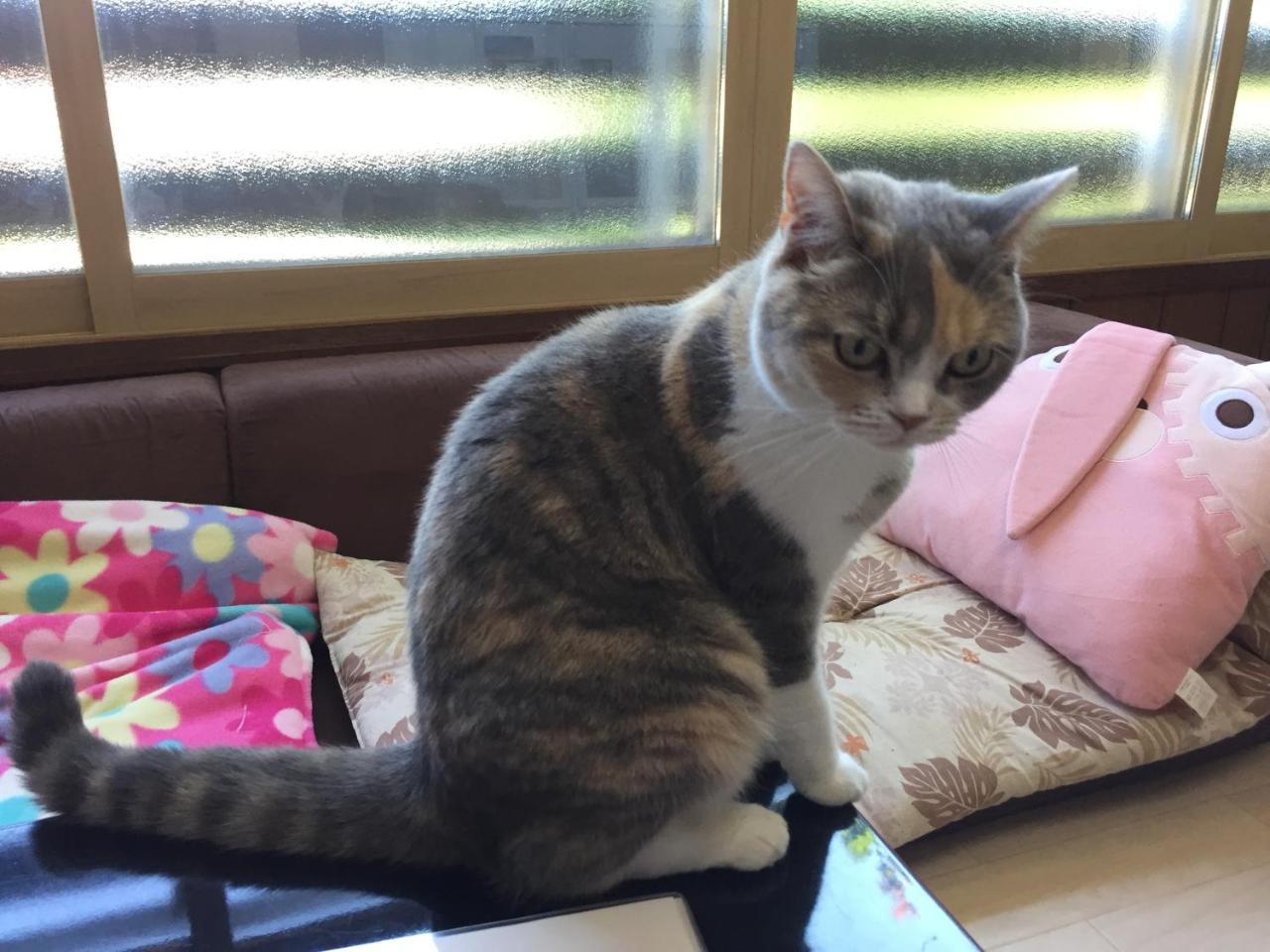 Cat Cafe & Stay Cultus'S Home Otaru Luaran gambar