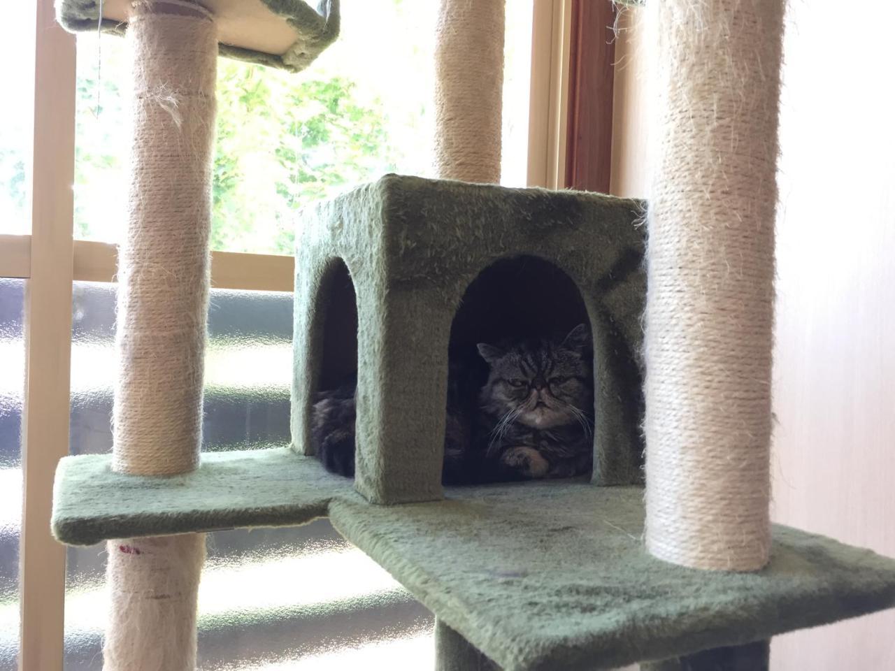 Cat Cafe & Stay Cultus'S Home Otaru Luaran gambar