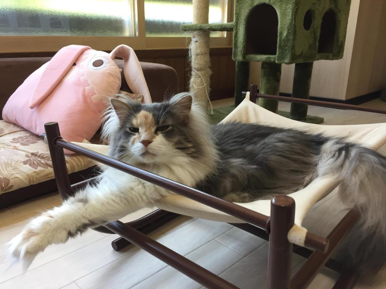 Cat Cafe & Stay Cultus'S Home Otaru Luaran gambar