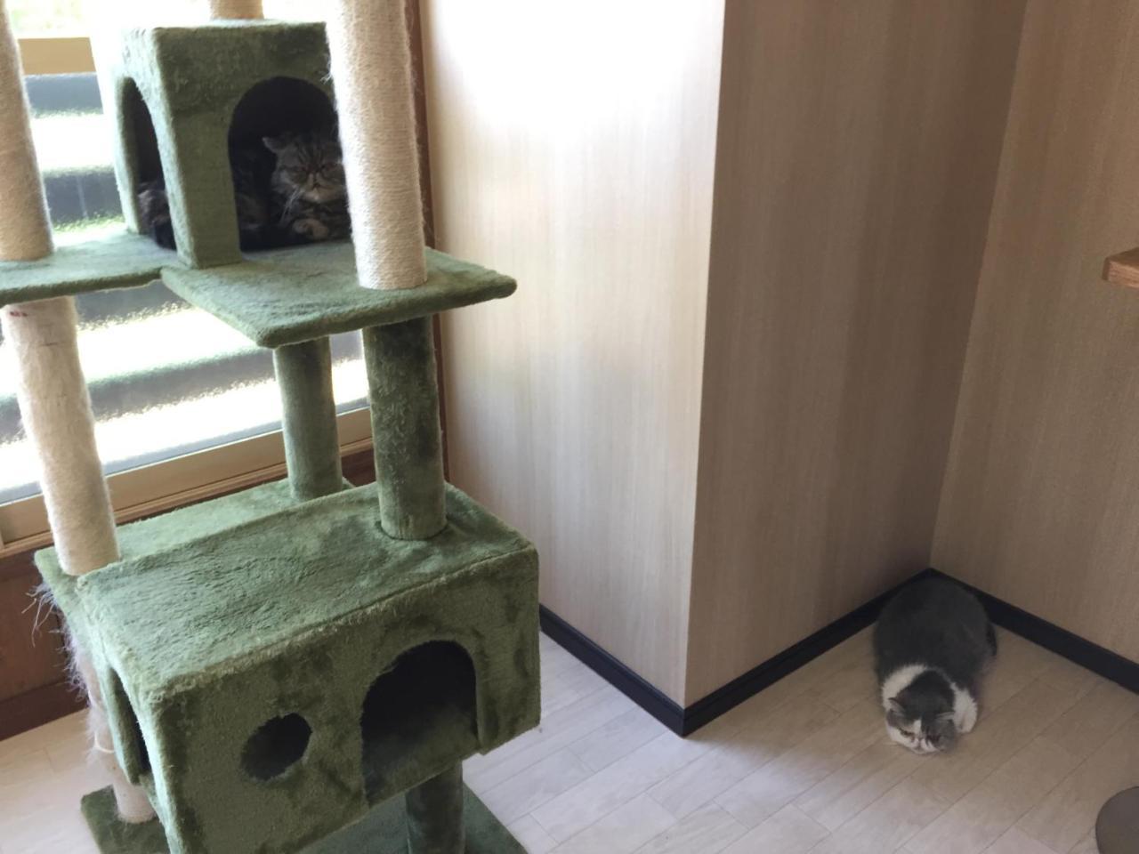 Cat Cafe & Stay Cultus'S Home Otaru Luaran gambar
